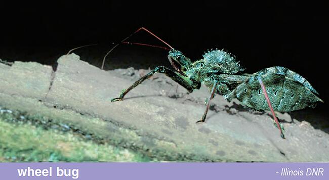 Wheel Bug 